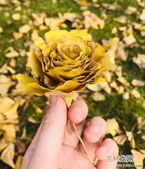 六周年拉菲草是什么,拉菲草什么梗 拉菲草解释