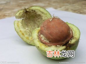 青皮核桃的汁弄在手上洗不掉怎么办,青核桃的汁液染手上后怎样才能洗掉?