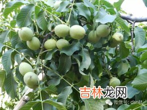 青皮核桃的汁弄在手上洗不掉怎么办,青核桃的汁液染手上后怎样才能洗掉?