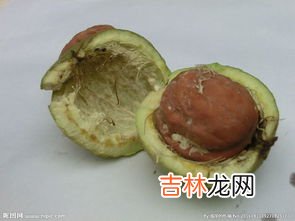 青皮核桃的汁弄在手上洗不掉怎么办,青核桃的汁液染手上后怎样才能洗掉?