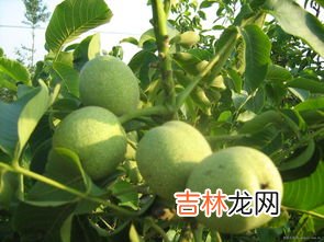 青皮核桃的汁弄在手上洗不掉怎么办,青核桃的汁液染手上后怎样才能洗掉?