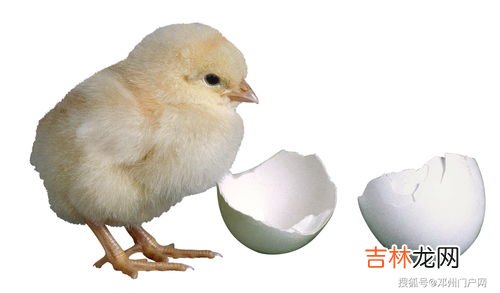鸡蛋怎么孵出小鸡,鸡蛋怎样孵出小鸡
