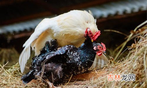 鸡蛋怎么孵出小鸡,鸡蛋怎样孵出小鸡