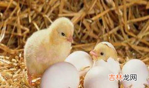 鸡蛋怎么孵出小鸡,鸡蛋怎样孵出小鸡