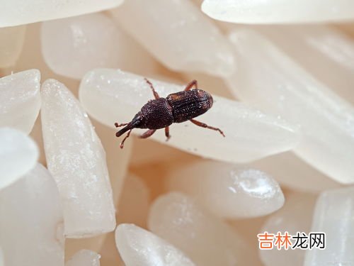 大米生黑色虫子还能吃吗,大米长了黑色的虫子还能吃吗