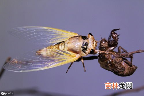 金蝉最新人工养殖技术,大棚金蝉怎么养？金蝉大棚养殖技术与注意事项