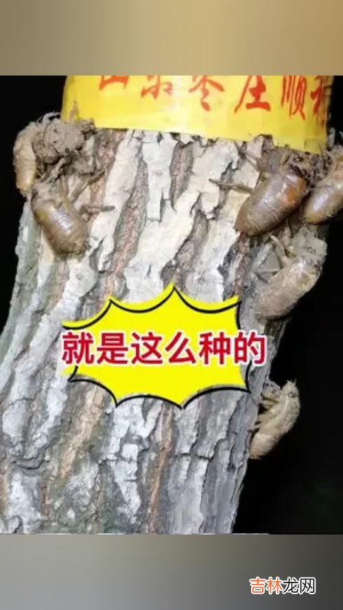 金蝉最新人工养殖技术,大棚金蝉怎么养？金蝉大棚养殖技术与注意事项