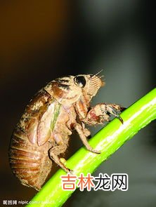 金蝉最新人工养殖技术,大棚金蝉怎么养？金蝉大棚养殖技术与注意事项