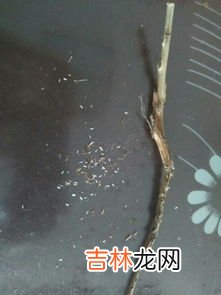 金蝉最新人工养殖技术,大棚金蝉怎么养？金蝉大棚养殖技术与注意事项