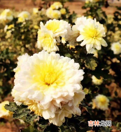 荷叶和菊花能一起泡吗,玫瑰花能和菊花荷叶一起泡水喝吗