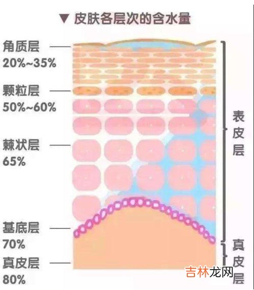 角质层的作用,什么叫角质层