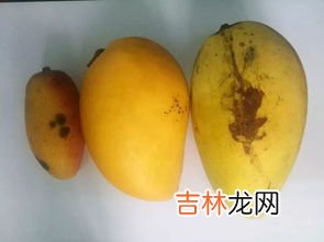 芒果青色的可以吃吗,芒果一半青一半黄可以吃吗？