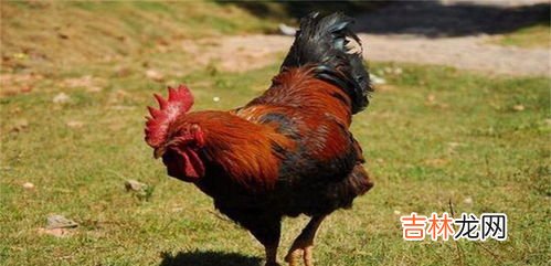 鸡能当宠物吗,为什么鸡当不了宠物