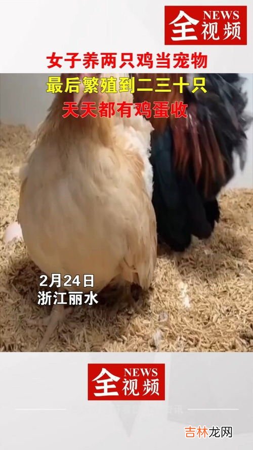 鸡能当宠物吗,为什么鸡当不了宠物