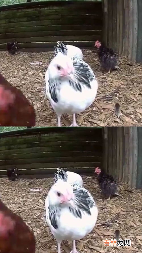 鸡能当宠物吗,为什么鸡当不了宠物