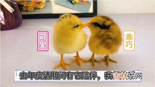 鸡能当宠物吗,为什么鸡当不了宠物