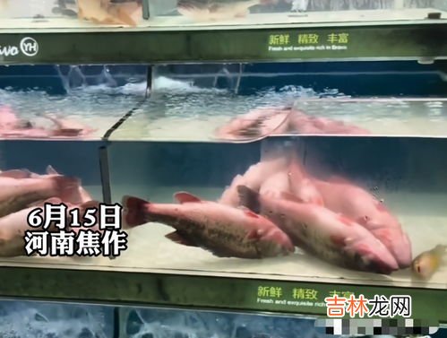 市场上开了膛的死鱼能买吗,刚死的鱼能吃吗
