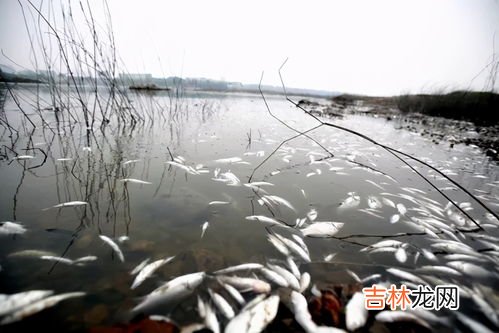 市场上开了膛的死鱼能买吗,刚死的鱼能吃吗