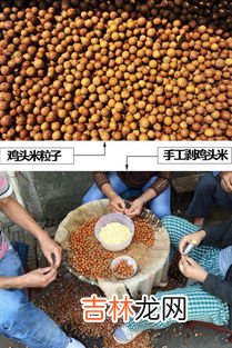 鸡头米的食用方法,芡实的食用方法？