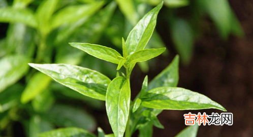 芨芨菜的功效与作用及禁忌症,哪些人不能吃荠菜 荠菜的功效与作用