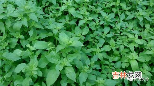 芨芨菜的功效与作用及禁忌症,哪些人不能吃荠菜 荠菜的功效与作用