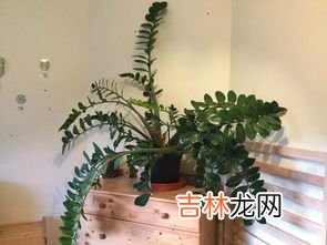金钱树怎么养殖,金钱树的养殖方法