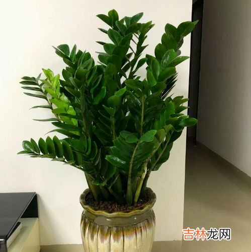 金钱树怎么养殖,金钱树的养殖方法