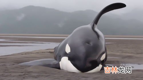 鲸鱼为什么总是会搁浅海滩呢,鲸鱼为什么会搁浅