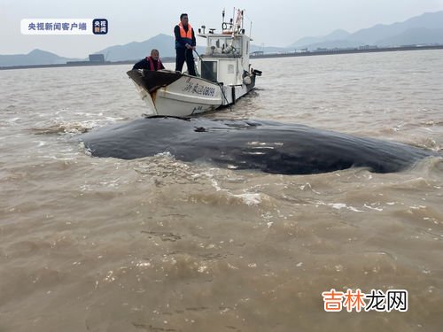 鲸鱼为什么总是会搁浅海滩呢,鲸鱼为什么会搁浅