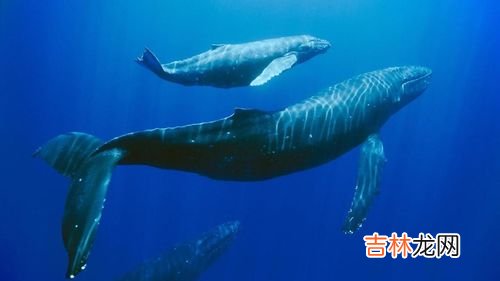 鲸鱼为什么总是会搁浅海滩呢,鲸鱼为什么会搁浅