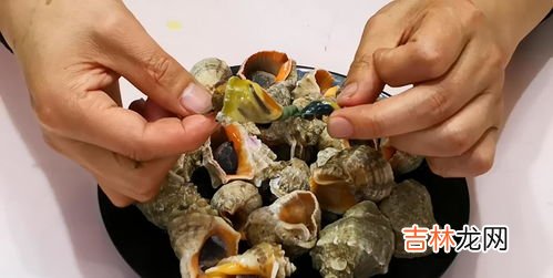 海螺哪个部位不能吃,海螺的哪些部位不能吃?