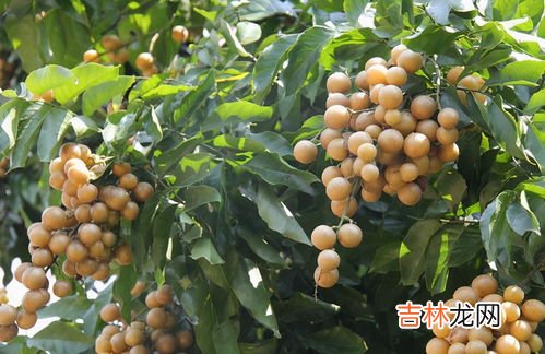 黄皮果不能和什么一起吃,黄皮果不适合什么人吃 黄皮果不能和什么同吃