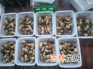 松茸怎么保存能放多久 松茸放冰箱冷冻可以放多久,松茸怎么保存能放多久