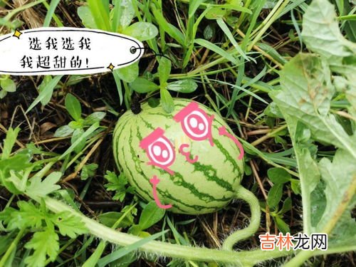怎么看西瓜熟了可以摘了,怎样判断西瓜是否熟了可以摘了,怎样判断西瓜是否熟了?