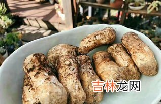 松茸可以冷冻保存吗,松茸可以冷冻吗