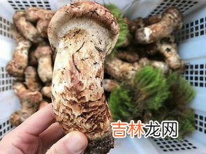 松茸可以冷冻保存吗,松茸可以冷冻吗
