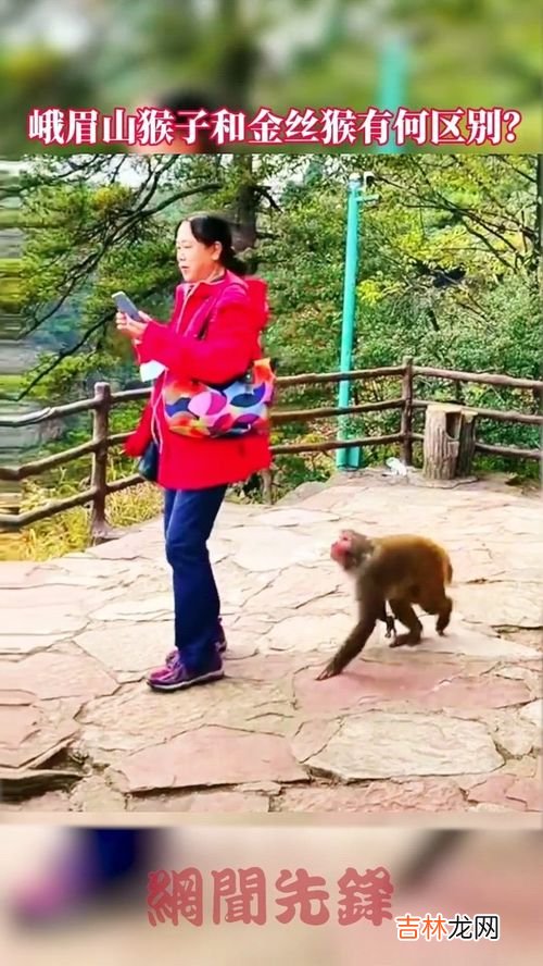 金丝猴性格温顺吗,金丝猴为什么比别的猴子温顺