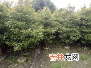 金丝楠木怎么种植,金丝楠木种植方法 金丝楠木如何种植