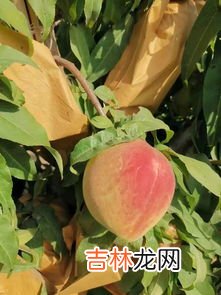 晚上能吃桃子吗,晚上可以吃桃子吗