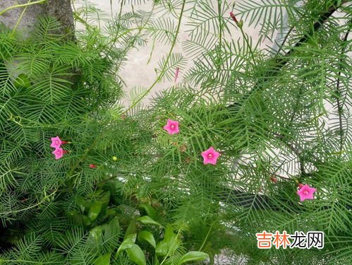 鸡毛菜的种植方法和注意事项,盆栽鸡毛菜的种植方法