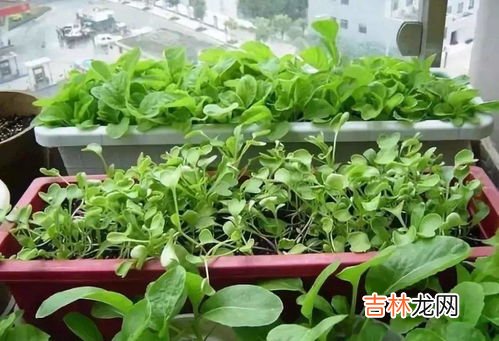 鸡毛菜的种植方法和注意事项,盆栽鸡毛菜的种植方法