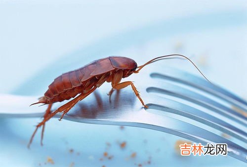 倒流香能驱蟑螂吗,蚊香能驱赶蟑螂吗
