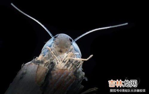 倒流香能驱蟑螂吗,蚊香能驱赶蟑螂吗