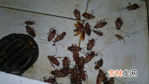 倒流香能驱蟑螂吗,蚊香能驱赶蟑螂吗