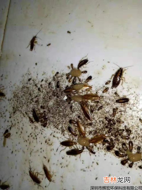 倒流香能驱蟑螂吗,蚊香能驱赶蟑螂吗