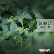 绞股蓝五叶和七叶的区别,绞股蓝茶五叶好还是七叶好？