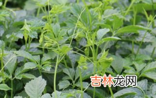 绞股蓝五叶和七叶的区别,绞股蓝茶五叶好还是七叶好？