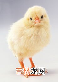 鸡怎么画,画小鸡怎么画
