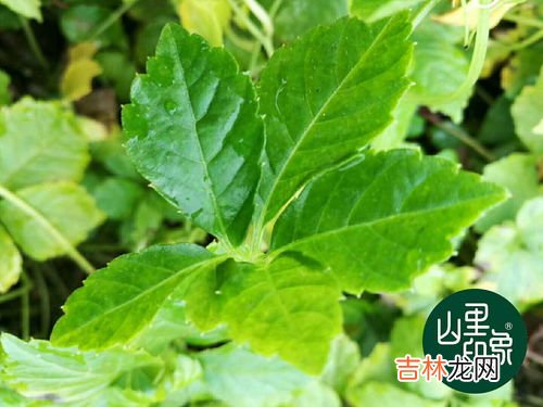 绞股蓝泡水方法,绞股蓝茶用多少水温泡