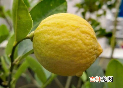 橙子零下10℃邮递会冻吗,冬天往哈尔滨邮橙子能冻吗？